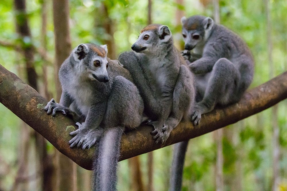 Madagascar-Ankarana-Ankarana Reserve Crowned lemurs art print by Inger Hogstrom for $57.95 CAD